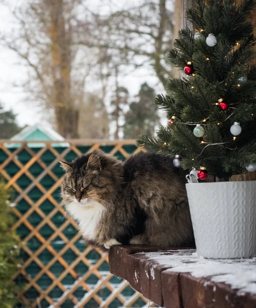 고양이 작은 크리스마스 나무에 앉아 스톡 사진