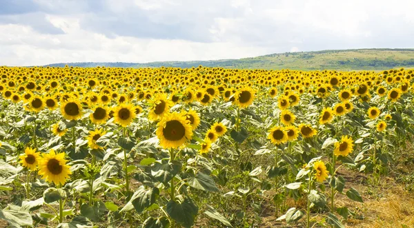 Campo con girasoli — Foto Stock