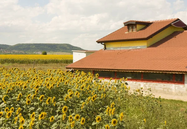 Casa con girasoles — Foto de Stock