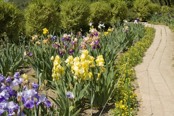 Iris en el jardín — Foto de Stock