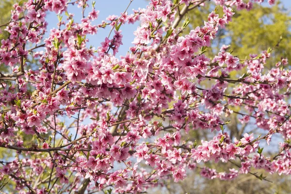 Персиковые цветы на ветвях — стоковое фото
