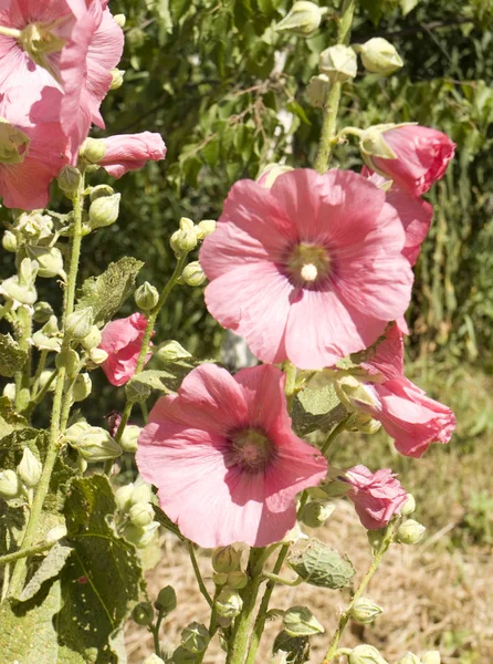 Bahçe içinde pembe mallows — Stok fotoğraf