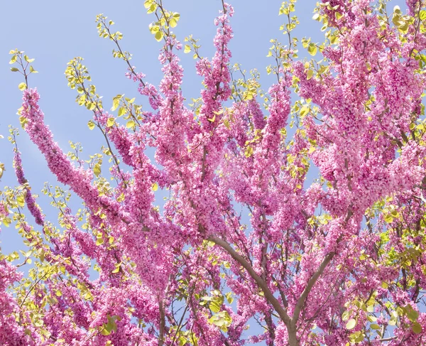 Rami dell'albero della cercis - Redbud — Foto Stock