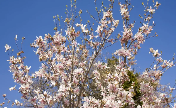 Rami di Magnolia con fiori — Foto Stock