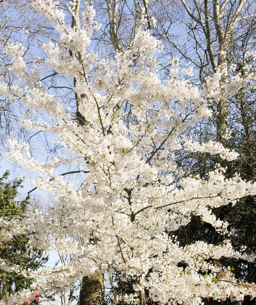 Plum tree in blossom — Stock Photo, Image