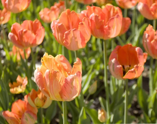 Červené tulipány na záhonu — Stock fotografie