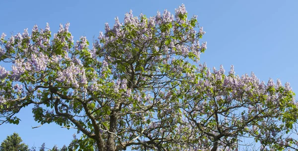 Paulownia - Empress tree — Stock Photo, Image