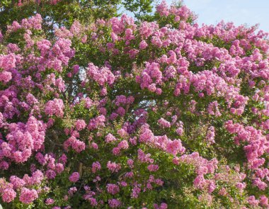 Japon leylak, Latince Adı Syringa Japonica