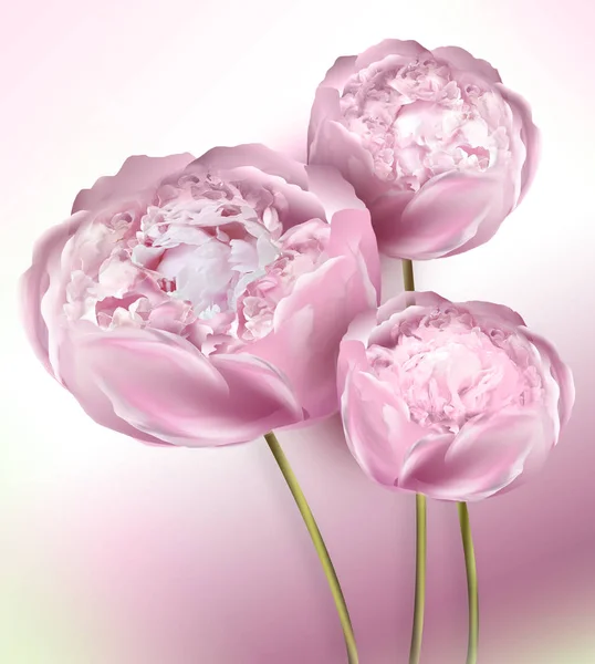 粉色牡丹花朵上一个朴素的背景 — 图库照片