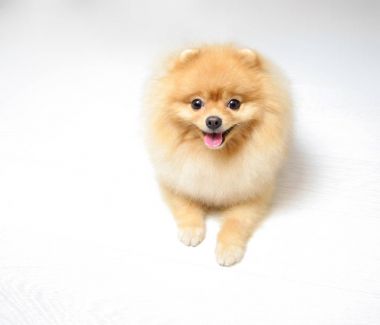 Kırmızı kazaklı güzel Pomeranian Spitz. Köpek 2018 sembolüdür.