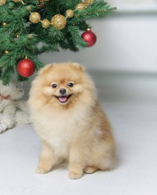 Kırmızı kazaklı güzel Pomeranian Spitz. Köpek 2018 sembolüdür.