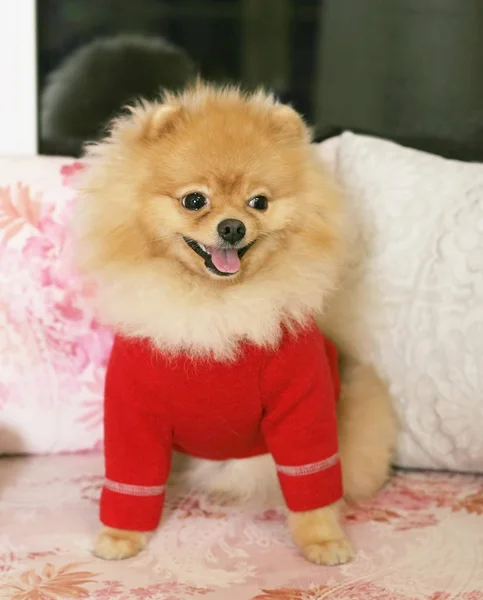 可爱的博美斯皮茨在一个红色的毛衣。狗是2018年的象征. — 图库照片