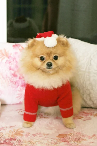 Υπέροχο Pomeranian Spitz στο ένα κόκκινο πουλόβερ. Το σκυλί είναι ένα σύμβολο του 2018. — Φωτογραφία Αρχείου