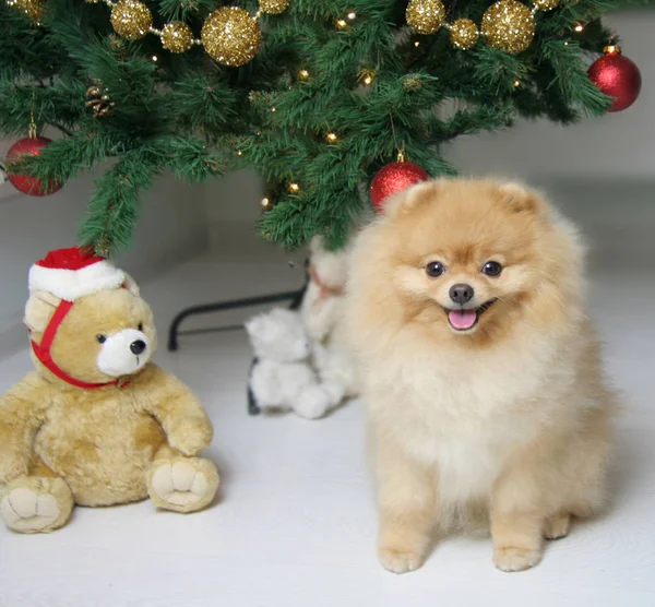 Mooie Pommeren Spitz in een rode trui. De hond is een symbool van 2018. — Stockfoto