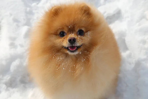 Pomeranian σκύλος. Λίγο χνουδάτος μικρή ποσότητα σκύλοs — Φωτογραφία Αρχείου