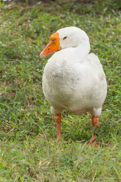 Gans im Park — Stockfoto