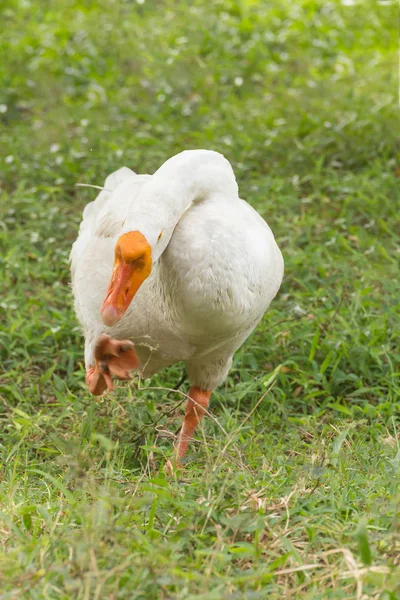 Ganso no parque — Fotografia de Stock