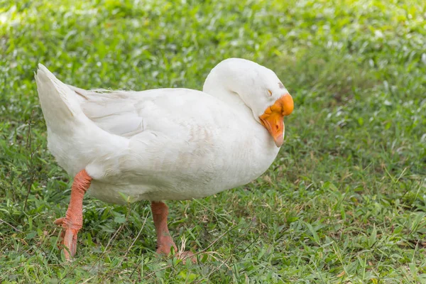 Ganzenlever in park — Stockfoto