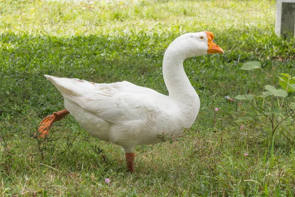 Gans im Park — Stockfoto