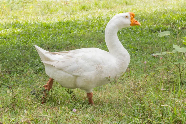 Gans im Park — Stockfoto