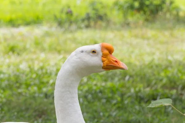 Gans im Park — Stockfoto