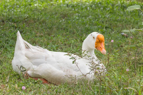 Gans im Park — Stockfoto