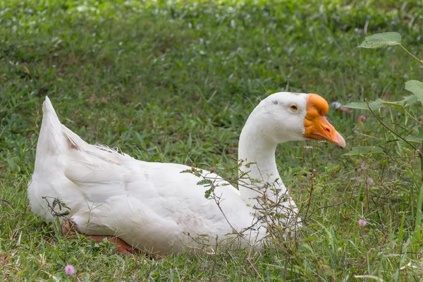 Parkta kaz — Stok fotoğraf