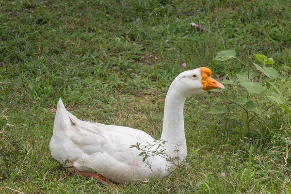 Gans im Park — Stockfoto