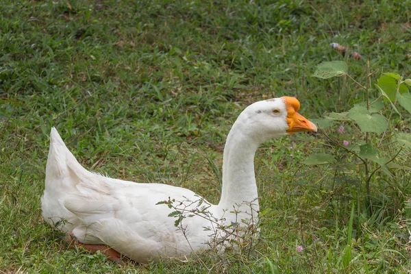 Parkta kaz — Stok fotoğraf