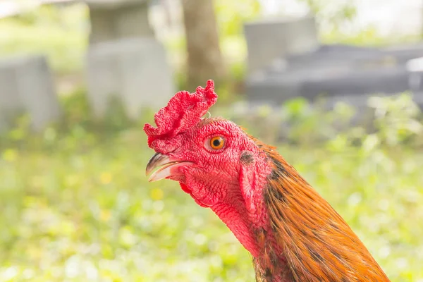 Retrato Cabeça de frango — Fotografia de Stock