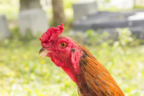 Portrait Chicken head — Stock Photo, Image