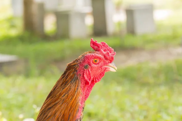 Chicken head portrait — Stock Photo, Image