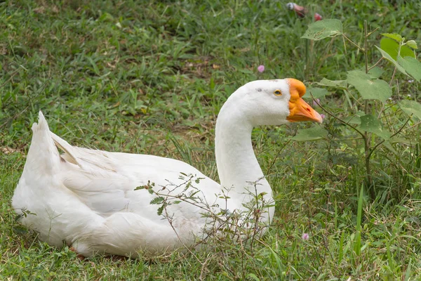 Gans im Park — Stockfoto