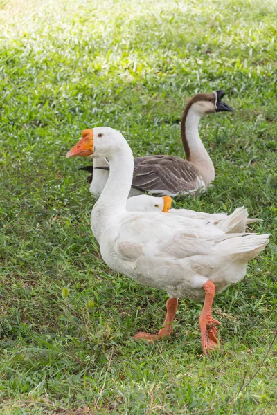 Ganso no parque — Fotografia de Stock