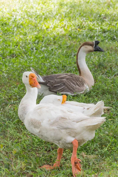 Gänse im Park — Stockfoto