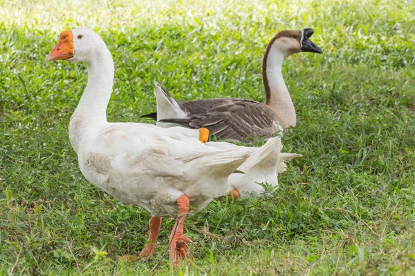 Ganso no parque — Fotografia de Stock