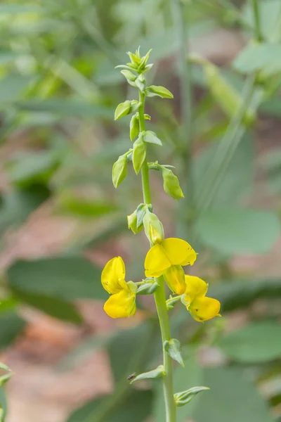 Senna hirsuta fleur — Photo