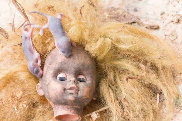 Rats on scary head doll