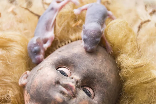 Szczury na straszny brudne głowa lalki — Zdjęcie stockowe