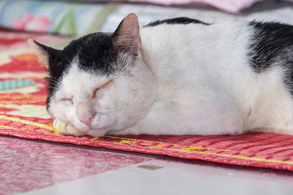 Sleeping cat on mat