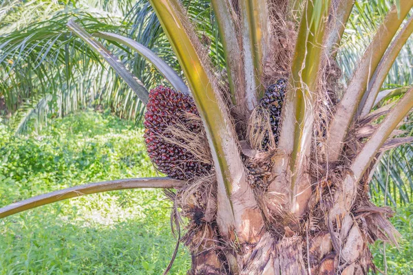 Palmöl-Früchte — Stockfoto