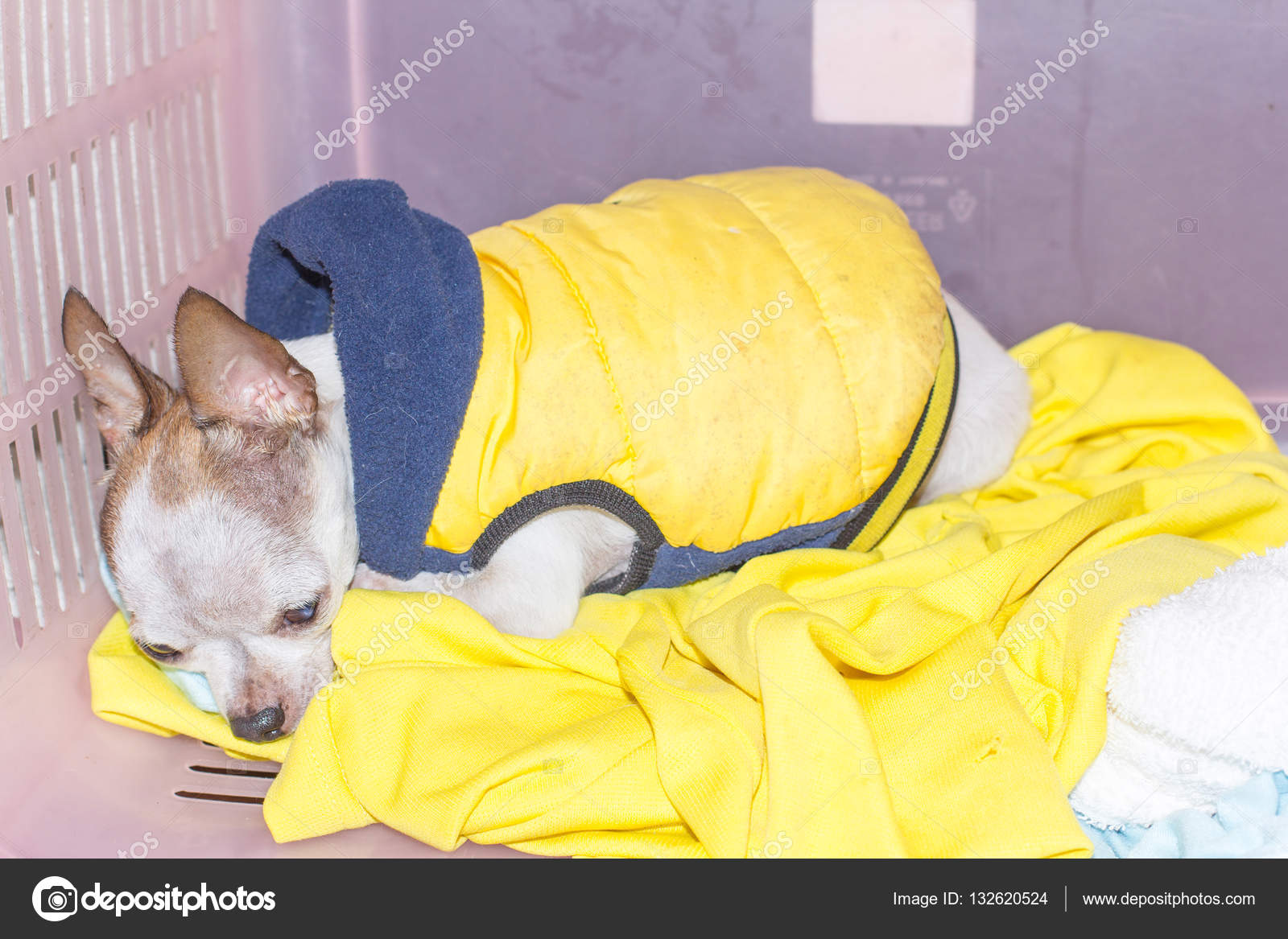 Chihuahua Dog Resting Indoors Stock Photo C Olovedog1 132620524