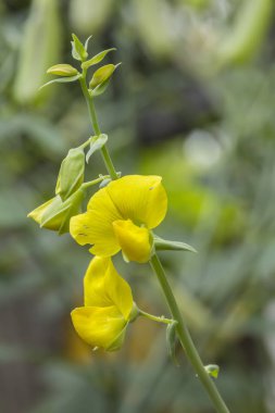 Sinameki hirsuta çiçek