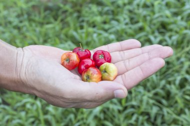 El tutma kırmızı kiraz
