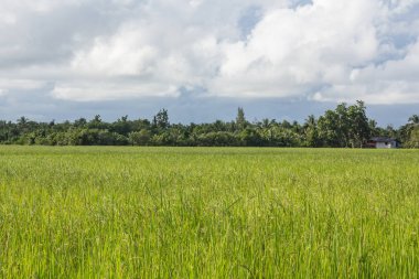 Yeşil pirinç tarlası