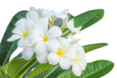 izole frangipani çiçek