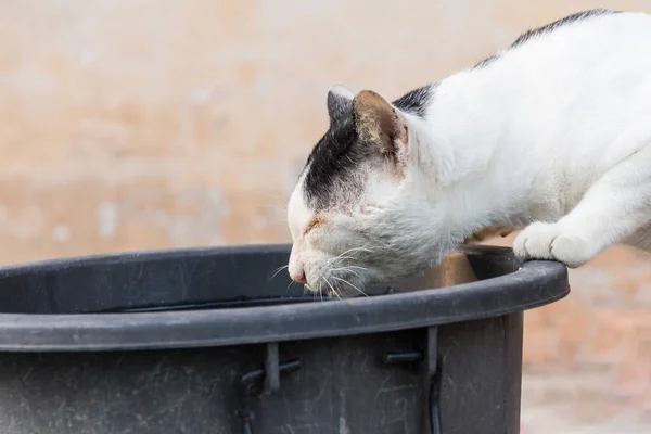 Kedi içecek su — Stok fotoğraf