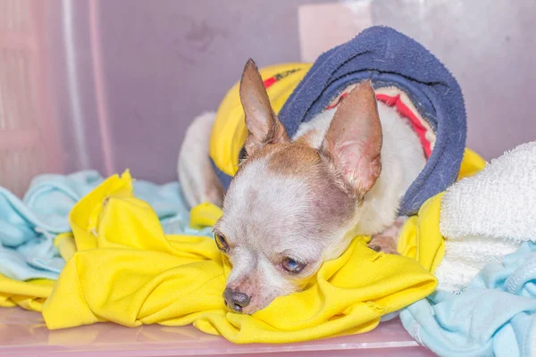 Chihuahua perro descansando en el interior — Foto de Stock