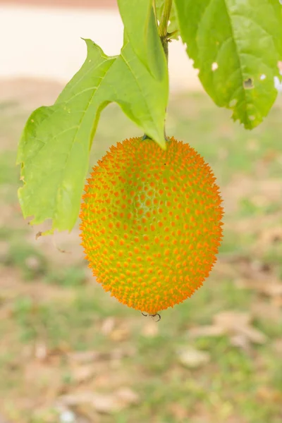 Spiny Bitter Gourd — Stock Photo, Image