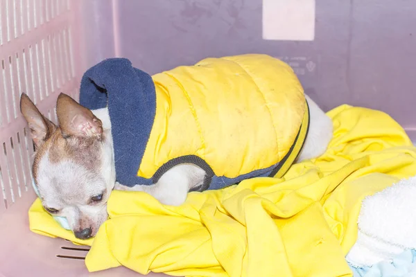Chihuahua cão descansando dentro de casa — Fotografia de Stock